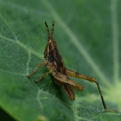 Sphenarium