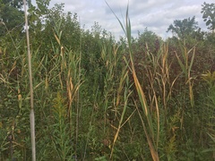 Phragmites australis americanus