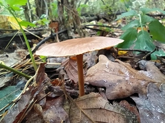 Collybiopsis peronata