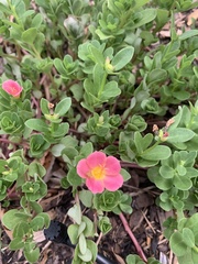 Portulaca umbraticola