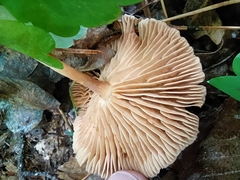 Collybiopsis peronata