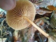 Collybiopsis peronata