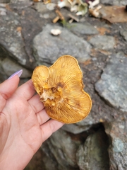 Tapinella panuoides