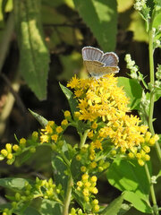 Plebejus argus