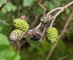 Taphrina robinsoniana