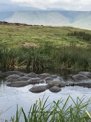 Hippopotamus amphibius