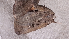 Xestia normanianus
