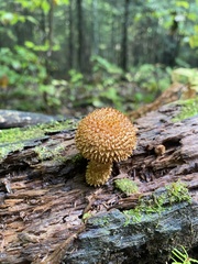 Leucopholiota
