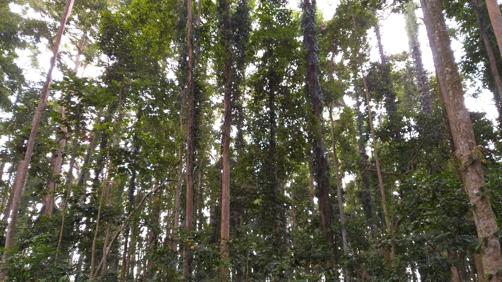 Cho Nau (Dipterocarpus retusus)