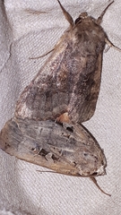Xestia normanianus