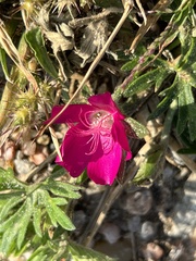 Callirhoe involucrata