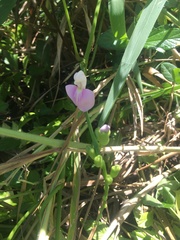 Canavalia cathartica