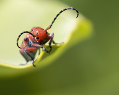 Tetraopes femoratus