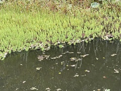 Myriophyllum aquaticum