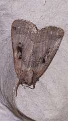 Xestia normanianus