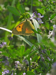 Colias croceus