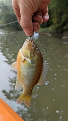 Lepomis auritus