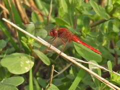 Crocothemis erythraea