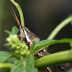 Sphenarium