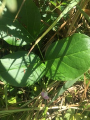 Canavalia cathartica