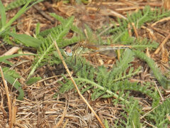 Sympetrum fonscolombii