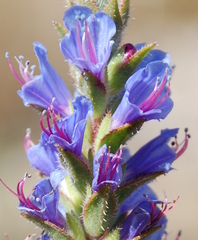 Lobostemon argenteus