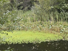 Myriophyllum aquaticum
