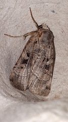 Xestia normanianus