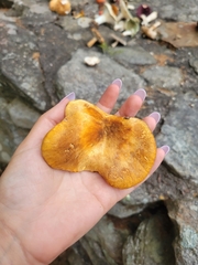 Tapinella panuoides