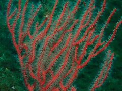 Leptogorgia chilensis