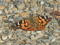 Vanessa cardui