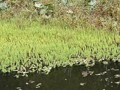 Myriophyllum aquaticum