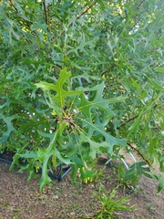 Quercus buckleyi