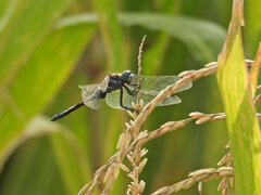 Orthetrum albistylum