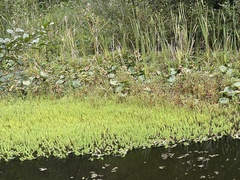 Myriophyllum aquaticum