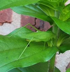 Amblycorypha