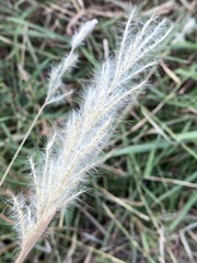Bothriochloa longipaniculata