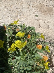 Oenothera hartwegii