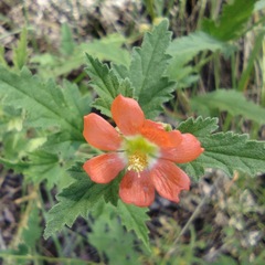 Sphaeralcea fendleri