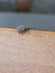 Otiorhynchus rugosostriatus