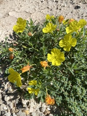 Oenothera hartwegii