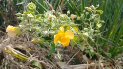 Abutilon grandifolium