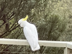 Cacatua galerita galerita