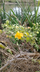 Abutilon grandifolium