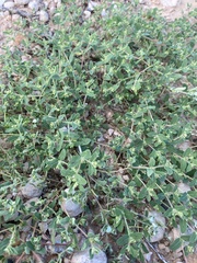 Euphorbia serrula