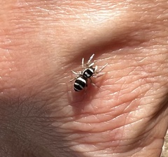 Salticus austinensis