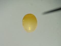 Ommatius floridensis