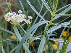 Asclepias subverticillata