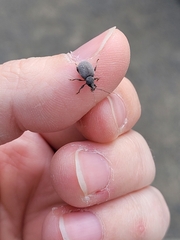 Otiorhynchus rugosostriatus