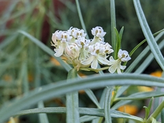 Asclepias subverticillata